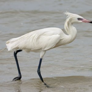 03-16-10 Fort DeSoto 63.jpg