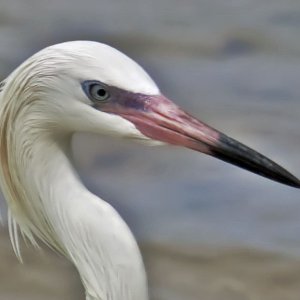 03-16-10 Fort DeSoto 67A.jpg