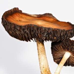 2024-06-23 FS-03-Edit.jpg