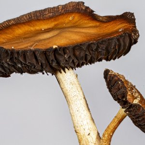 2024-06-23 FS-04-Edit.jpg