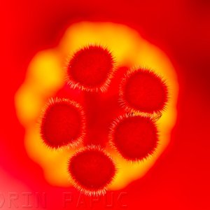 Hibiscus stigma Contax 100mm f4 around 2x.jpg