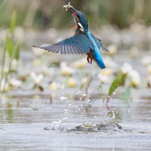 Kingfisher with meal.jpg