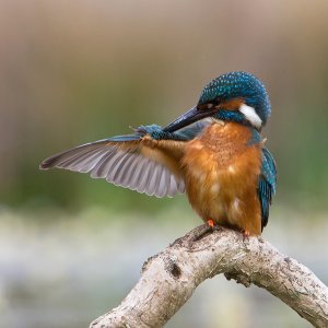 Kingfisher Preening Time.jpg