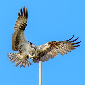 C20240217 Osprey  (1 of 1).jpg