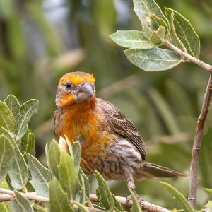 1919 Ash Canyon, AZ-House Finch (M).jpg