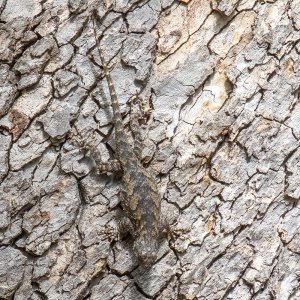 1994 Ramsey Canyon, AZ-Western Fence Lizard.jpg