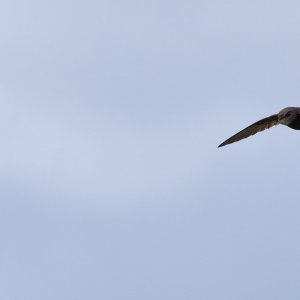 20240707EOS R5508103-CR3-DPXD2.jpg