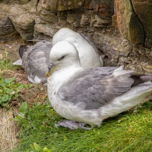 Orkney24_7552.jpg