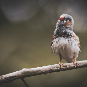 Zebrafinch.jpg