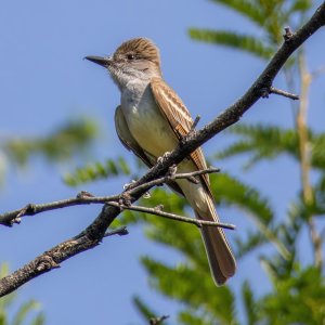 2108 Patagonia, AZ-Ash-throated Flycatcher.jpg