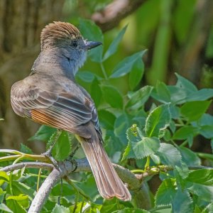 2109 Patagonia, AZ-Ash-throated Flycatcher.jpg