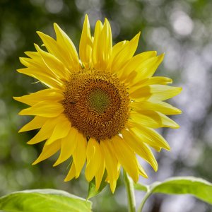 Sunflower with critter.jpg
