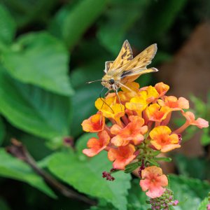 Skipper-240710.jpg
