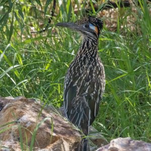 2257 Ramsey Canyon, AZ-Greater Roadrunner.jpg