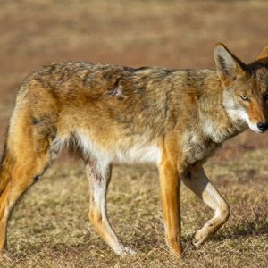 1888 Sierra Vista, AZ - Coyote.jpg