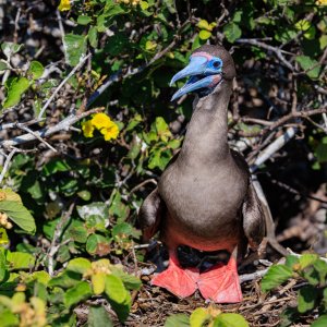 galapagos 2024-814.jpg