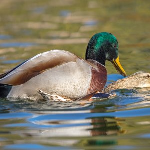 Media '1L5A7720-COPY-1-PS1-WEB$.jpg' in category 'Birds'