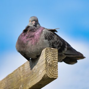 IMG_3357-T Ne (Small).jpg