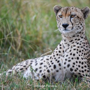 Relaxed Cheetah_BP.JPG