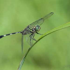 Dragon-FlyA-008.jpg