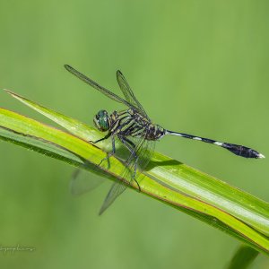 Dragon-FlyB-009.jpg