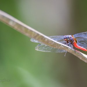 IMG_5833-Enhanced-NR.jpg