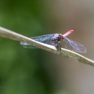 IMG_5836-Enhanced-NR.jpg