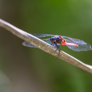 IMG_5841-Enhanced-NR.jpg