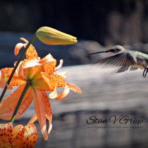 HummingbirdAndTigerLily080324_SVGhbrdl30VB.JPG