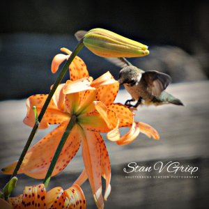 HummingbirdAndTigerLily080324_SVGhbrdl31VB.JPG