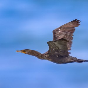 2X8A0311-Edit as Smart Object-3 copy.jpg