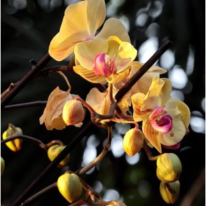 3U8A8405orchidée.jpg