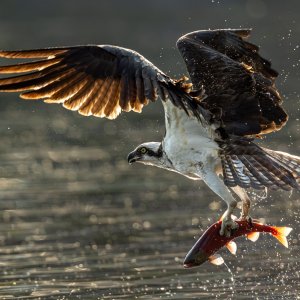 _N6A5288-Enhanced-NR-2.jpg