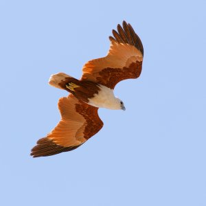 20240905_BrahminyKite_BuffaloCreek_Pippan_11-Enhanced-NR-1.jpg