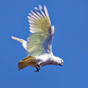 R5 IMGA5275 Crop 1600.jpg