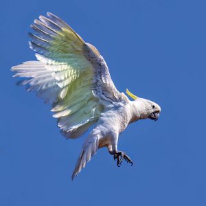 R5 IMGA5276 Crop 1600.jpg