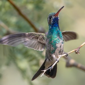 2968 Ash Canyon, AZ-Broad-billed (M).jpg