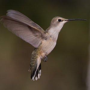 2945 Ash Canyon, AZ-Black-chinned (F).jpg