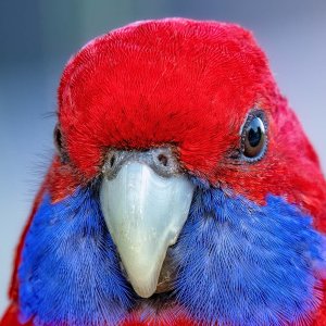 R5m2 R5M20855 Crop 1600 FR.jpg