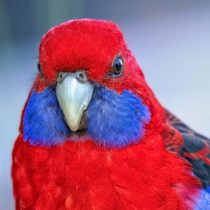 R5m2 R5M20855 Crop 1600.jpg