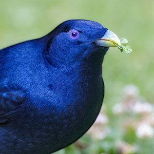 R5m2 R5M20884 Crop 1600 A.jpg