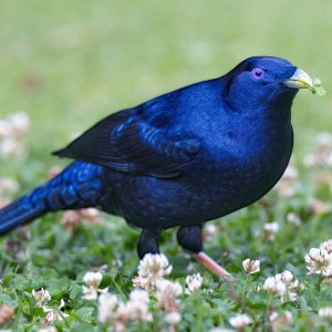 R5m2 R5M20884 Crop 1600.jpg