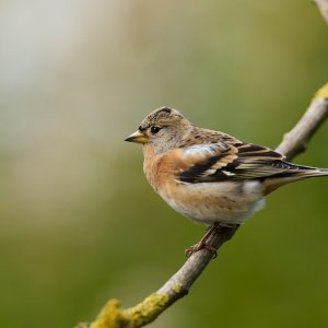 20241017EOS R5m20040848-CR3-DPXD2.jpg