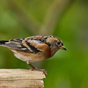 20241017EOS R5m20041192-CR3-DPXD2.jpg