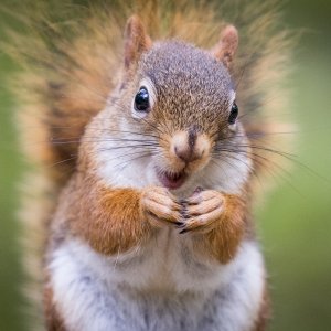 Media 'untitled-0686-2.jpg' in category 'Wildlife'
