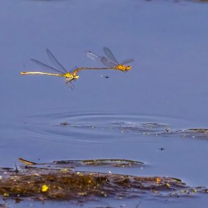 Media '5R0A3289-Edit-1a.jpg' in category 'Macro'