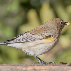 3585 Ash Canyon, AZ-Yellow-rumped Warbler.jpg
