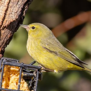 3600 Ash Canyon, AZ-Orange-crowned Warbler.jpg