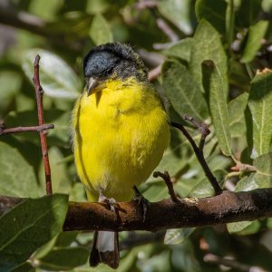 3606 Ash Canyon, AZ-Lesser Goldfinch (M).jpg