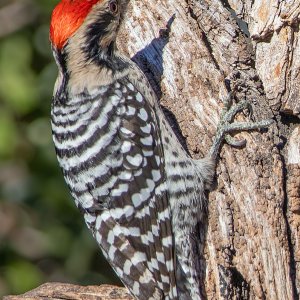 3622 Ash Canyon, AZ-Ladder-backed Woodpecker (M).jpg